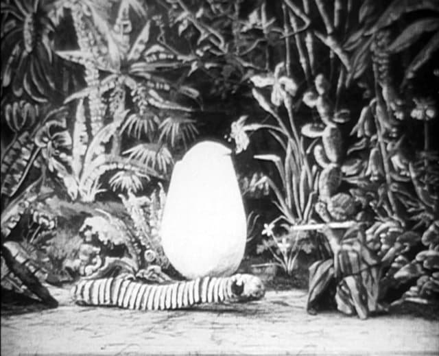 La chrysalide et le papillon